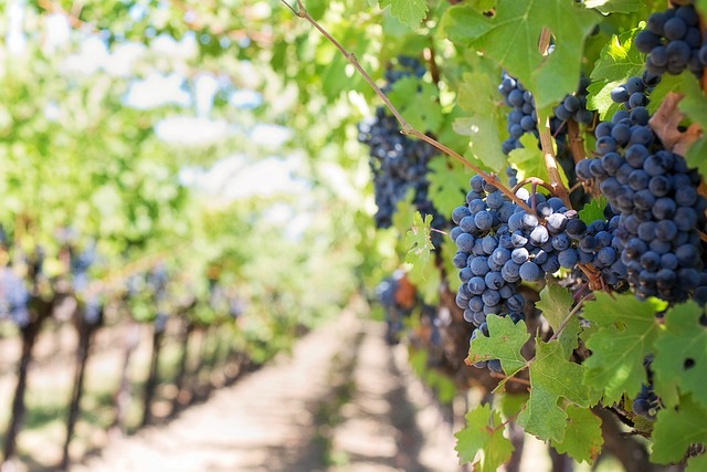 ccnl dirigenti aziende agricole