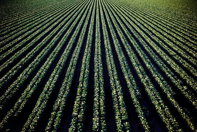 agricoli - redigo